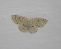 Cyclophora albipunctata - Birch Mocha