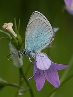 Glaucopsyche alexis - Green-underside Blue