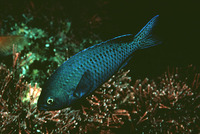 Chromis punctipinnis, Blacksmith: fisheries, gamefish