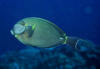 Acanthurus maculiceps, White-freckled surgeonfish: fisheries, aquarium