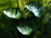 Toxotes jaculatrix, Banded archerfish: fisheries, aquarium