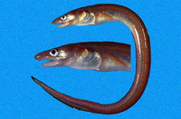 Rhynchoconger nitens, Bignose conger: