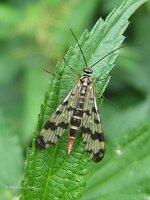 Panorpa communis - Scorpion Fly