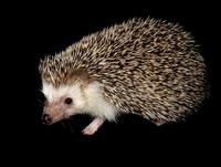 Image of: Atelerix albiventris (four-toed hedgehog)