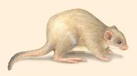 Image of: Bettongia lesueur (burrowing bettong)