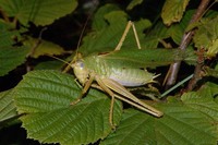 Tettigonia caudata