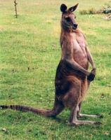 Image of: Macropus fuliginosus (western gray kangaroo)