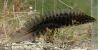 Triturus vulgaris - Smooth Newt