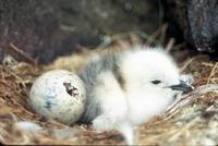 Rissa brevirostris - Red-legged Kittiwake