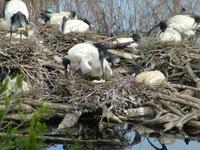 Threskiornis molucca - Australian White Ibis