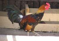 Gallus gallus - Red Junglefowl