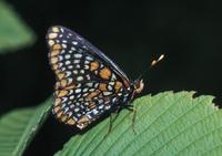 Image of: Euphydryas phaeton
