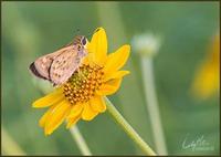 Image of: Hylephila phyleus (fiery skipper)