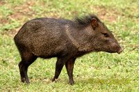 Pecari tajacu - Collared Peccary