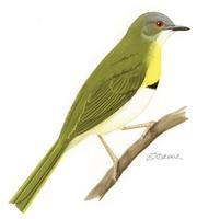 Image of: Apalis flavida (yellow-breasted apalis)