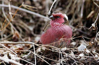 Image of: Carpodacus thura (white-browed rosefinch)