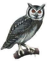 Image of: Ptilopsis granti (southern white-faced owl)