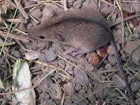 Apodemus agrarius - Striped Field Mouse