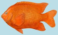 Image of: Hypsypops rubicundus (garibaldi)