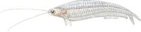 Image of: Kryptopterus bicirrhis (ghostfish)