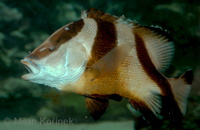 Lutjanus sebae - Emperor Red Snapper