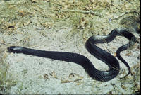 Image of: Drymarchon corais (indigo snake)