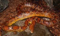 Image of: Elaphe guttata (corn snake)