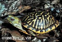 Image of: Terrapene ornata (ornate box turtle)