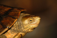 Mauremys leprosa - Spanish Turtle