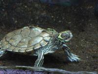 Graptemys geographica - Common Map Turtle