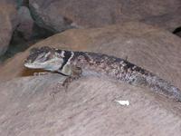 Sceloporus cyanogenys - Blue Spiny Lizard