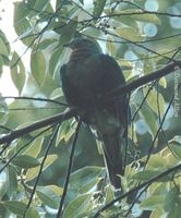 Yellow-breasted Fruit Dove - Ptilinopus occipitalis