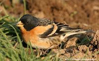 Brambling - Fringilla montifringilla