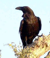 Common Raven - Corvus corax