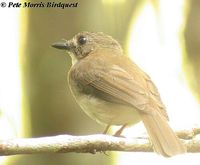 Grey-chested Jungle Flycatcher - Rhinomyias umbratilis