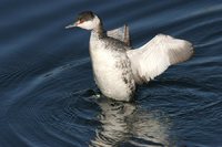 Horned Grebe - Podiceps auritus