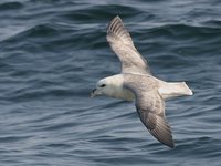 Northern Fulmar - Fulmarus glacialis