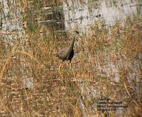 Slaty Egret - Egretta vinaceigula