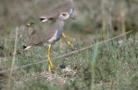 White-tailed Lapwing - Vanellus leucurus