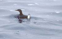 Craveri's Murrelet (Synthliboramphus craveri) photo