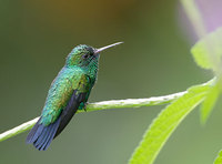 Blue-chinned Sapphire (Chlorestes notatus) photo