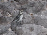 Charles Mockingbird (Nesomimus trifasciatus) photo