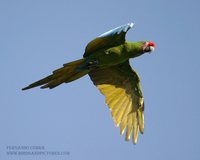 Military Macaw - Ara militaris