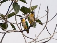 Black-headed Parrot - Pionites melanocephala