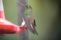 Buff-tailed Coronet - Boissonneaua flavescens