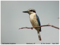 Red-backed Kingfisher - Todirhamphus pyrrhopygia