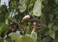 Ivory-billed Aracari - Pteroglossus azara