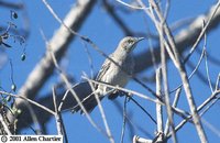 Bahama Mockingbird - Mimus gundlachii