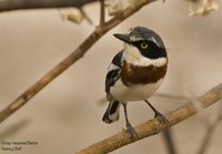 Gray-headed Batis - Batis orientalis