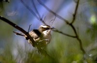 White-browed Babbler - Pomatostomus superciliosus